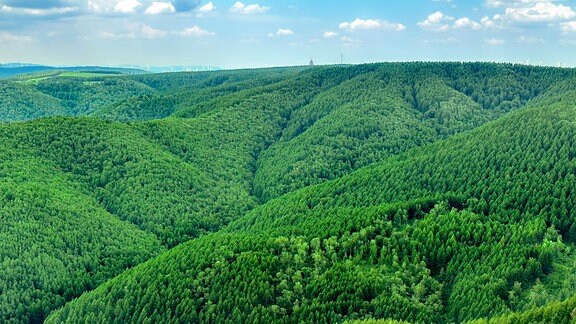  Ein Wald mit gemischter Vegetation im Saihanba-Nationalpark in China.