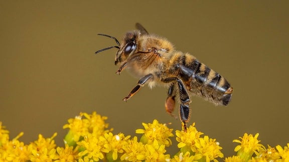 Großaufnahme einer Biene in Seitenansicht über einem gelben Blütenmeer.