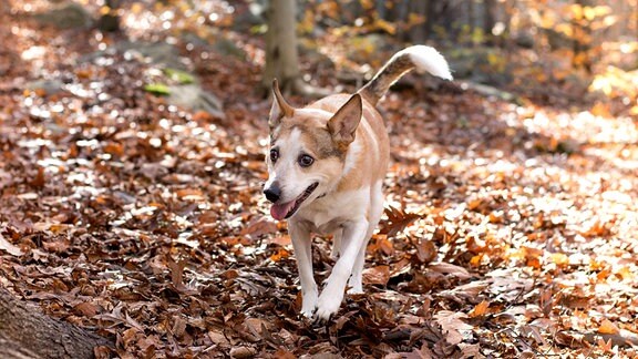 Mischlingshund Sany aus Australien