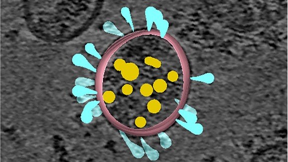 Ein simuliertes Coronavirus, die Spikeproteine in blau.