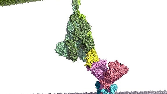 Im ersten Schritt des SARS-CoV-2 Infektionsprozesses wird der ACE2-Rezeptor (pink/hellblau) auf der menschlichen Zellmembran (grau) durch das virale S-Protein (grün/gelb) erkannt und gebunden.