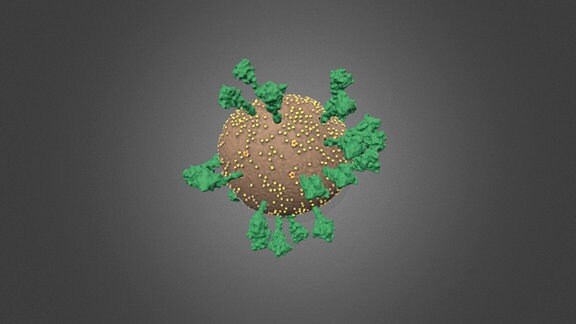 Computergrafik eines Coronavirus, eine kleine braune Kugel mit gelben Punkten darauf, davon abstehend ein gutes duzend dunkelgrüner Corona Spikeproteine, die wie Bäumchen aussehen.