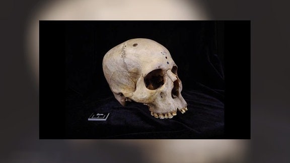 Schädel aus der Zeit von 2687 bis 2345 v. Chr.