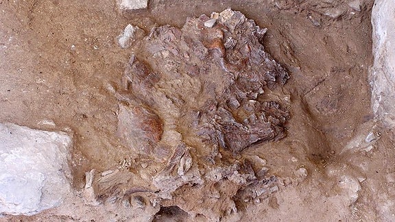 Schädel-Fragmente von Neandertalerin