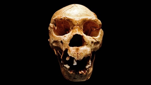 Schädel des Homo heidelbergensis