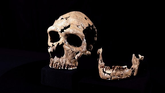Zusammengtesetzter Schädel und Unterkiefer einer Neandertalerin