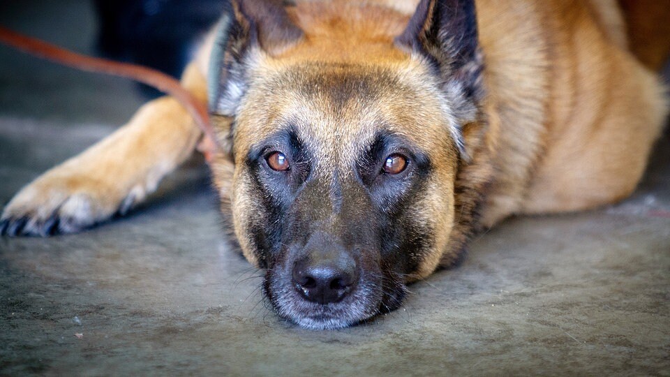 Corona statt Sprengstoff: Hunde, die Sars-Cov-2 riechen  MDR.DE