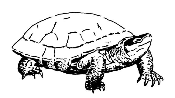 Zeichnung einer Schildkröte, die rechts am Betrachter vorbei schaut.