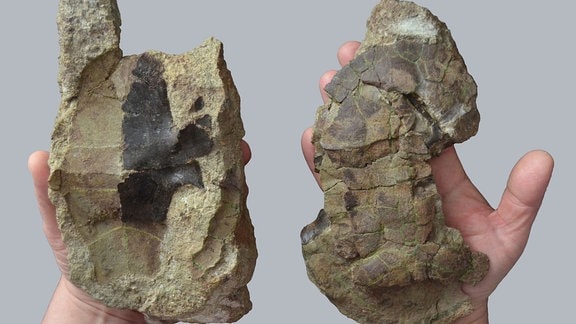 Bauchpanzer (links) und Rückenpanzer (rechts) der neu beschriebenen Schildkrötenart Dortoka vremiri aus der späten Kreide des Hateg-Beckens (Rumänien).