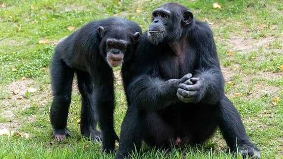 Zwei Schimpansen – einer sitzt auf der Wiese, ein anderer steht auf vier Beinen daneben