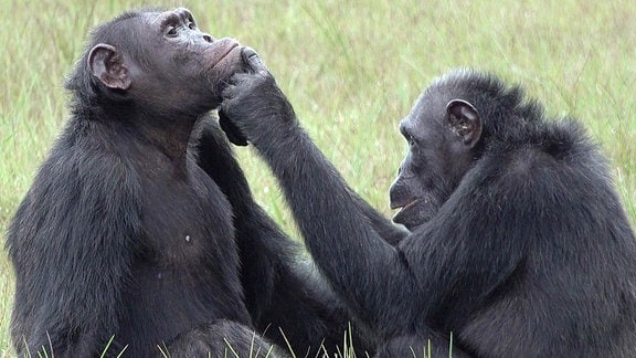 Schimpansen verarzten sich