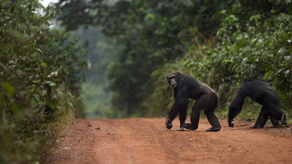 Chimpansen überqueren eine Straße.