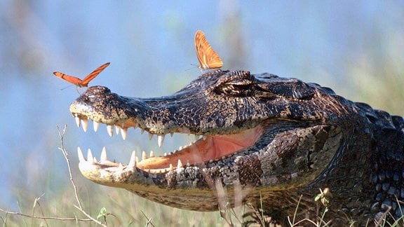 Brillenkaiman (Caiman crocodilus) mit Fackeln (Dryas julia) auf dem Kopf im Pantanal in Brasilien.