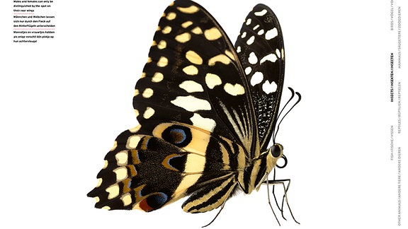 Nahaufnahme eines Schmetterlings. Der Körper gelb mit schwarzen Streifen, die Flügel schwarz mit gelben Flecken und Streifen, einzelne blaue Akzente.