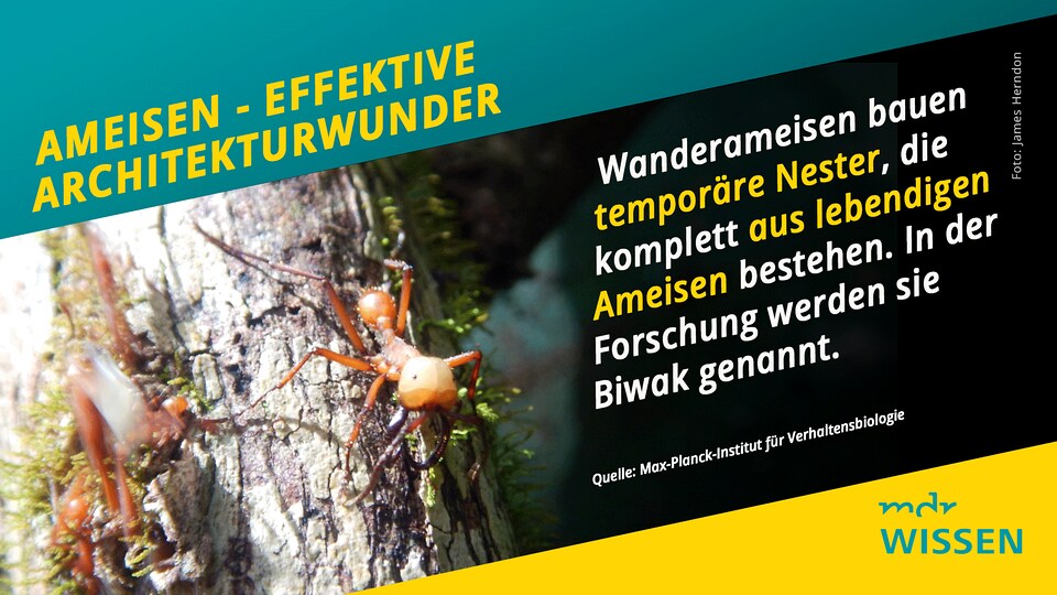 Bauen wie die Ameisen schweigsam aber effektiv MDR.DE