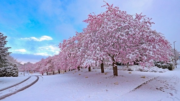 Von Schnee bedeckte Kirschblüten im Siegerland