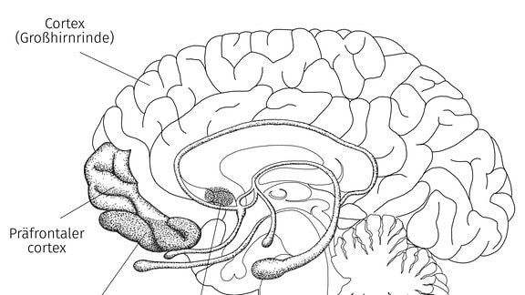 Die Grafik zeigt einen Querschnitt durchs menschliche Gehirn.