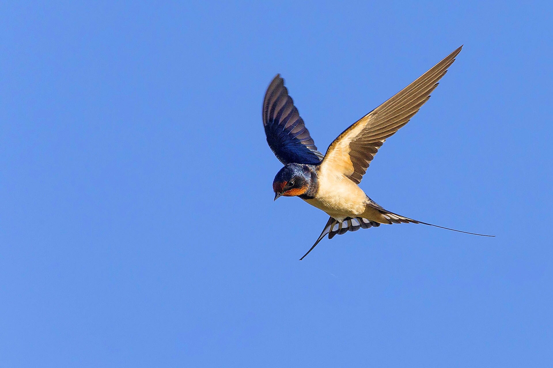 Wer macht das Rennen und wird Vogel des Jahres 2021? | MDR.DE