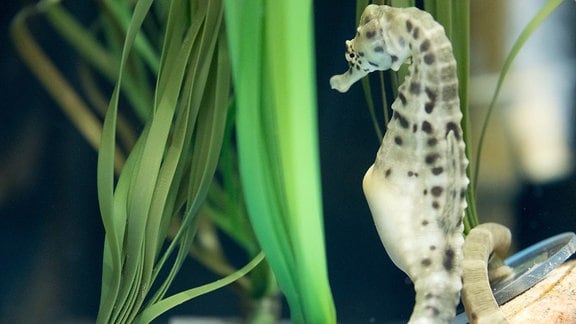 Ein helles Seepferdchen mit dickem Bauch schwimmt vor einer grünen Pflanze im Wasser.