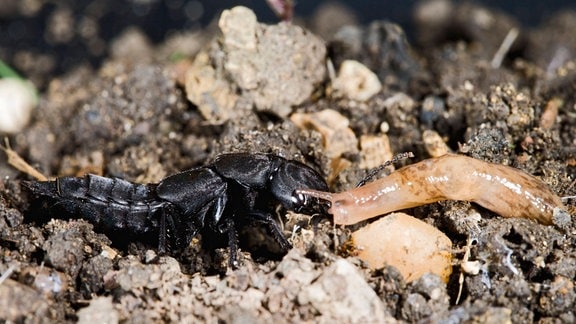 Schwarzer Moderkäfer frisst Nacktschnecke