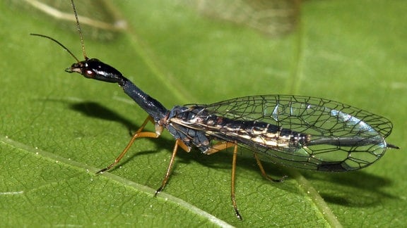 Insekt mit langem schwarzen Hals und blau schimmernden Flügeln auf einem Blatt