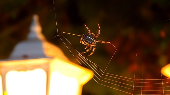 Schwedische Brückenspinne (Larinioides sclopetarius)