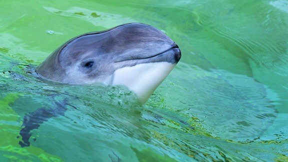 Schweinswal: Kleiner Wal mit kleinen Augen und langem Mundschlitz, schaut aus grün wirkendem Wasser raus