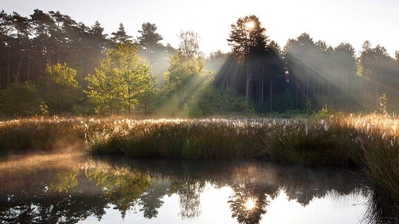 Naturschutzgebiet Bos en Heide bei Averbode in Belgien: Stimmung mit tiefstehender Sonne hinter Bäumen, etwas Nebel, ein Teich mit Schilf, warme, dunkle Farben.