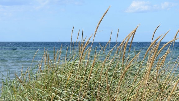 Blick über Seegras auf einer Düne über das Meer