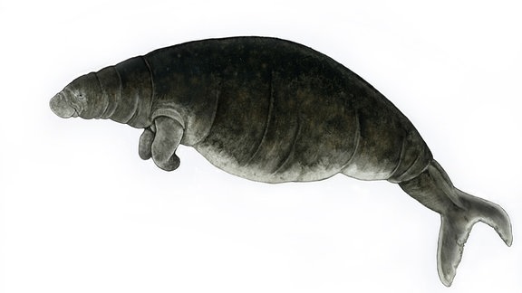 Illustration eines großen Meeressäugetier, das am Kopf an eine Robbe, sonst eher an einen Wal erinnert.