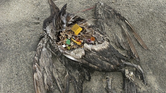 Plastikteile im Magen eines verwesenden Seevogels
