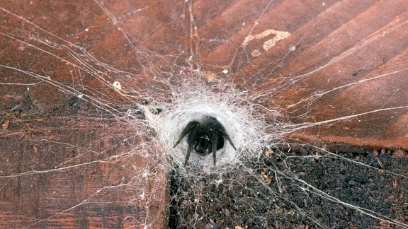 Spinne (Segestria florentina) mit Netz