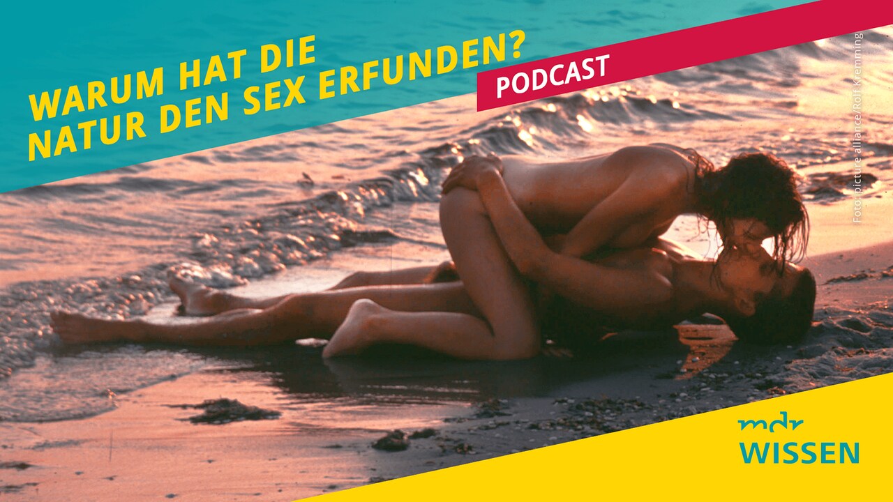 Warum die Natur den Sex erfand MDR.DE