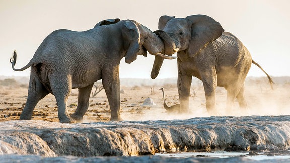 Afrikanische Elefanten kämpfen an einem Wasserloch.