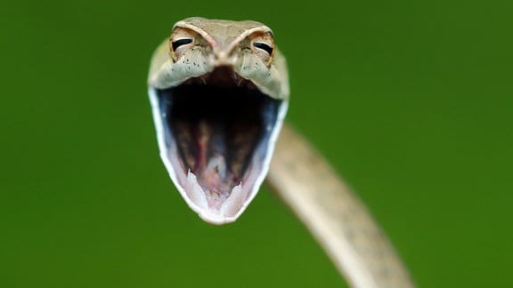Selten so gelacht Englischer Originaltitel: Laughing snake