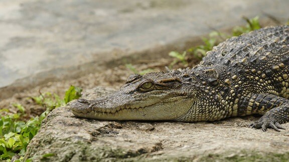 Krokodil liegt mit geschlossnem Maul auf einem Stein, im Hintergrund unscharf ein Gewässer.