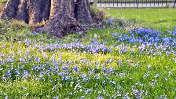 Sibirischer Blaustern