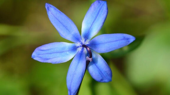 Sibirischer Blaustern