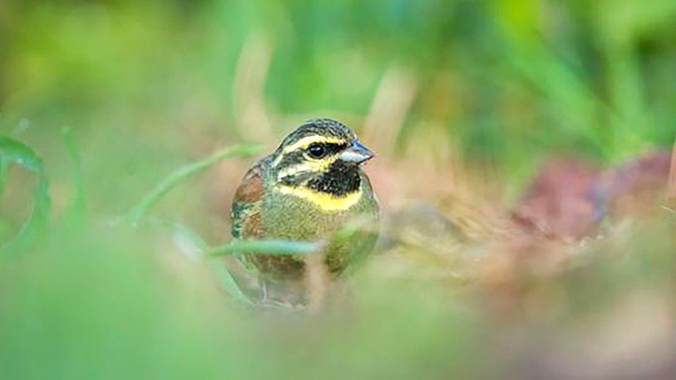 Umgesiedelte-Singv-gel-k-nnen-Fremdsprache-lernen