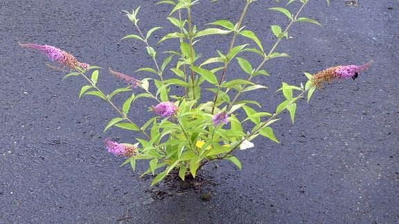 Gewöhnlicher Sommerflieder