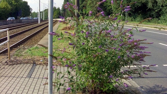 Sommerflieder vor Bahngleisen