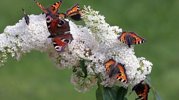 Schmetterlinge - Kleine Füchse (Aglais urticae)  und Tagpfauenauge (Inachis io) - auf einer Blüte des Schmetterlingsstrauches (Buddleja davidii).