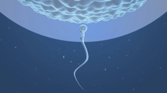 Spermium