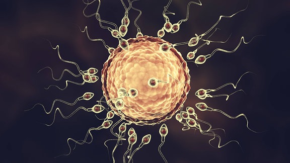Befruchtung der Eizelle, Illustration Menschliche Eizelle, umgeben von zahlreichen Spermatozoen, Computerillustration.