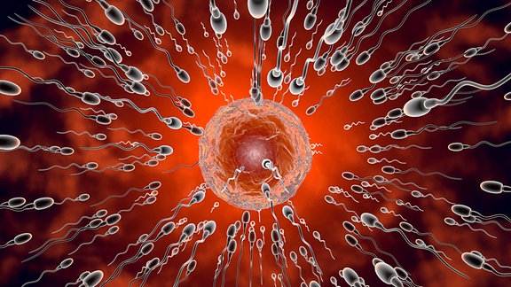 Illustration - Spermien streben einer Eizelle zu