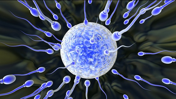 Illustration - Spermien-Angriff auf eine Eizelle