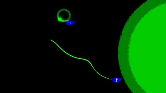 Darstellung von einer Eizelle und zwei Spermien. Ein mit + markiertes Spermium schwimmt im Kreis. Das mit t markierte Spermium schwimmt gerade aus auf die Eizelle zu.