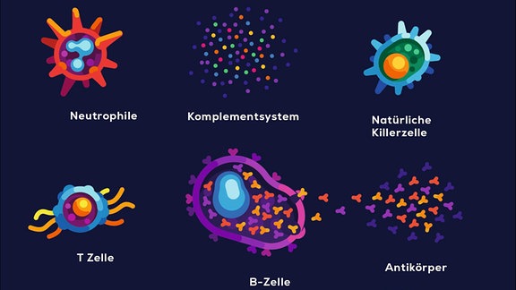 Das Bild zeigt die elf wichtigsten beweglichen Bestandteile des Immunsystems, von dem Makrophagen bis zu den Antikörpern.