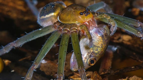 Eine Spinne mit grünen Beinen, gelbem Kopf und haarigem Hinterteil hat einen Fisch in ihren Fängen.