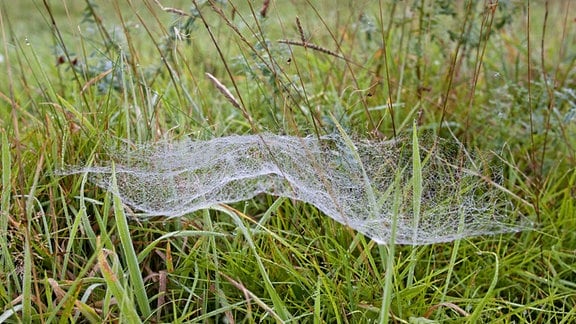 Ein auf einer feuchten Wiese zwischen Gräsern hängendes Baldachinnetz einer Spinne